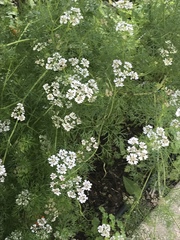 Coriandreae