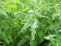 Cirsium arvense