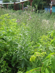 Cirsium arvense