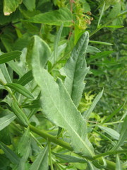 Cirsium arvense