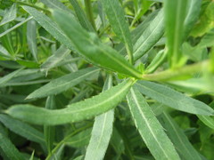 Cirsium arvense