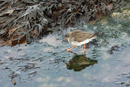 Archibebe común (Tringa totanus)