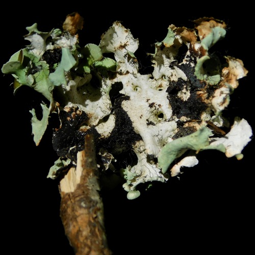 perforated ruffle lichen