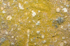 Flavoplaca citrina