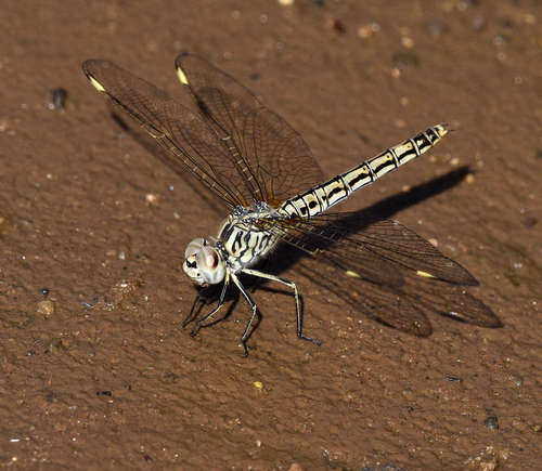 Northern Banded Groundling