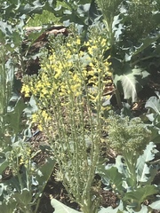 Brassica oleracea italica