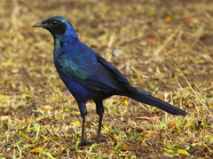 Lamprotornis australis
