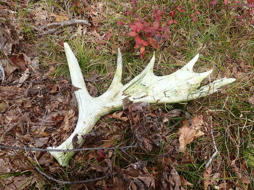 Moose photographed in Massachusetts