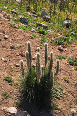Asphodeline taurica