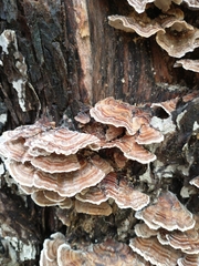 Trametes versicolor image
