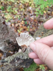 Trametes versicolor image