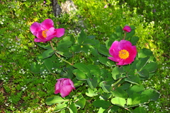 Paeonia daurica
