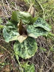 Trillium decipiens