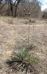 Yucca necopina