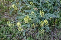 Astragalus lentiginosus nigricalycis