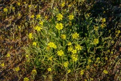 Monolopia lanceolata