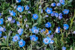 Nemophila menziesii
