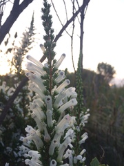 Erica perspicua