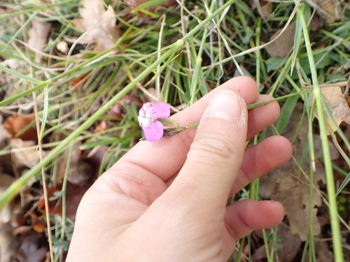 Image of Dianthus scaber by (c) petitcrabe, some rights reserved (CC BY)