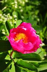 Paeonia daurica