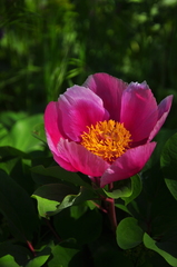 Paeonia daurica