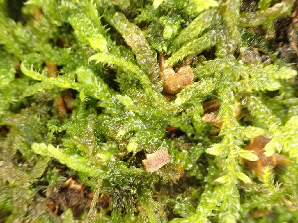 Cypress-leaved Plait-moss from Tilgate Forest (Forestry England) West ...