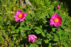 Paeonia daurica