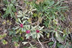 Daphne striata