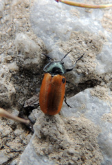 Labidostomis