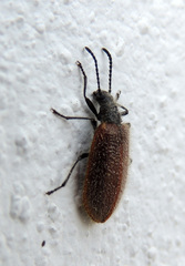 Lagria grenieri