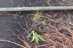 Crotalus triseriatus