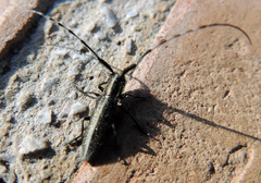 Agapanthia suturalis