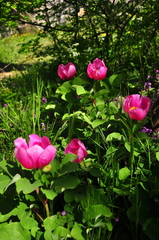Paeonia daurica