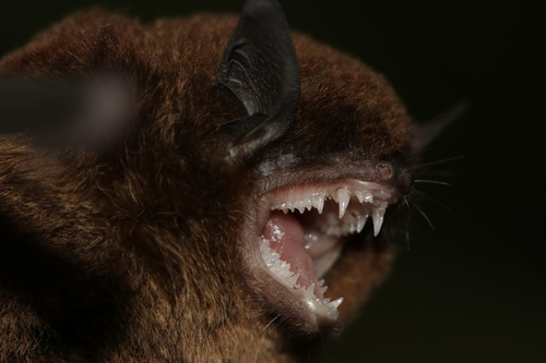 Armien's Myotis (Myotis armiensis) — Data Deficient Mammalia