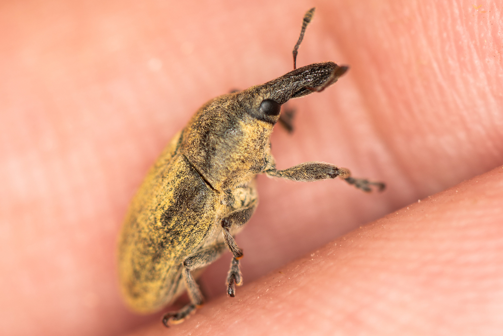Larinus syriacus