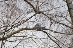 Columba palumbus