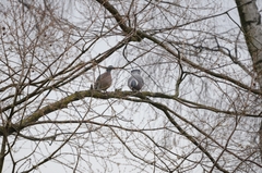 Columba palumbus