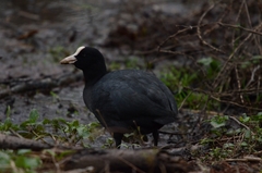 Fulica atra