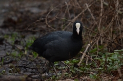 Fulica atra
