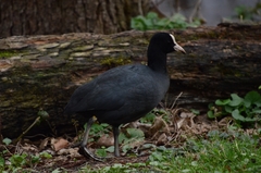 Fulica atra