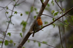 Erithacus rubecula