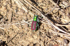 Cicindela splendida