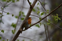 Erithacus rubecula