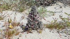 Aphyllon cooperi cooperi