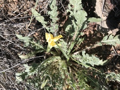 Oenothera primiveris primiveris