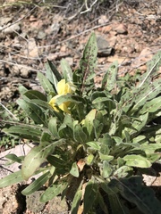 Oenothera primiveris primiveris
