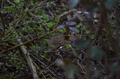 Oryctolagus cuniculus