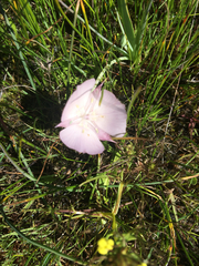 Calochortus uniflorus