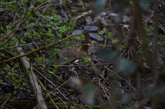 Oryctolagus cuniculus