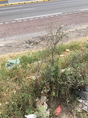 Symphyotrichum expansum